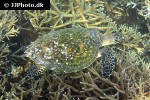 eretmochelys imbricata hawksbill turtle eretmochelys imbricata hawksbill turtle