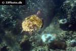 eretmochelys imbricata hawksbill turtle eretmochelys imbricata hawksbill turtle