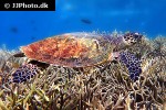 eretmochelys imbricata hawksbill turtle eretmochelys imbricata hawksbill turtle