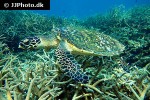 eretmochelys imbricata hawksbill turtle eretmochelys imbricata hawksbill turtle