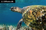 eretmochelys imbricata hawksbill turtle eretmochelys imbricata hawksbill turtle