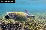 eretmochelys imbricata hawksbill turtle eretmochelys imbricata hawksbill turtle