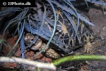 geochelone elegans indian star tortoise geochelone elegans indian star tortoise