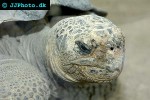 geochelone elephantopus galapagos giant tortoise geochelone elephantopus galapagos giant tortoise