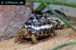 geochelone pardalis leopard tortoise geochelone pardalis leopard tortoise