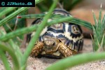 geochelone pardalis leopard tortoise geochelone pardalis leopard tortoise