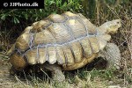 geochelone sulcata african spurred tortoise geochelone sulcata african spurred tortoise