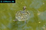 graptemys kohni mississippi map turtle graptemys kohni mississippi map turtle