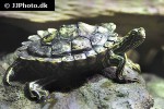 graptemys oculifera ringed map turtle graptemys oculifera ringed map turtle