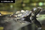 graptemys oculifera ringed map turtle graptemys oculifera ringed map turtle