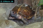 heosemys spinosa spiny hill turtle heosemys spinosa spiny hill turtle