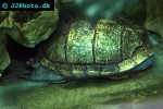 kinosternon scorpioides scorpion mud turtle kinosternon scorpioides scorpion mud turtle