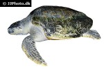 lepidochelys olivacea olive ridley sea turtle lepidochelys olivacea olive ridley sea turtle