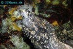 macrochelys apalachicolae apalachicola snapping turtle macrochelys apalachicolae apalachicola snapping turtle