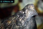macrochelys apalachicolae apalachicola snapping turtle macrochelys apalachicolae apalachicola snapping turtle
