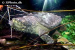 macrochelys temminckii alligator snapping turtle macrochelys temminckii alligator snapping turtle