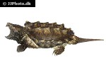 macrochelys temminckii alligator snapping turtle macrochelys temminckii alligator snapping turtle