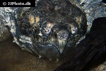 macrochelys temminckii alligator snapping turtle macrochelys temminckii alligator snapping turtle