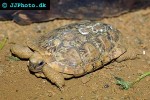 malacochersus tornieri pancake tortoise malacochersus tornieri pancake tortoise