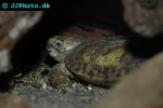 malacochersus tornieri pancake tortoise malacochersus tornieri pancake tortoise