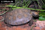 manouria emys asian forest tortoise manouria emys asian forest tortoise
