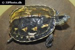 mauremys sinensis chinese striped necked turtle mauremys sinensis chinese striped necked turtle