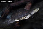 mauremys sinensis chinese striped necked turtle mauremys sinensis chinese striped necked turtle