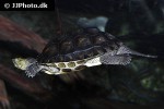 mauremys sinensis chinese striped necked turtle mauremys sinensis chinese striped necked turtle