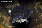 mauremys sinensis chinese striped necked turtle mauremys sinensis chinese striped necked turtle