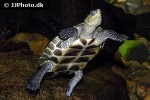 mauremys sinensis chinese striped necked turtle mauremys sinensis chinese striped necked turtle