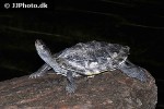 mauremys sinensis chinese striped necked turtle mauremys sinensis chinese striped necked turtle