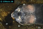 orlitia borneensis malaysian giant turtle orlitia borneensis malaysian giant turtle