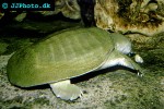pelodiscus sinensis chinese softshell turtle pelodiscus sinensis chinese softshell turtle