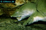 pelodiscus sinensis chinese softshell turtle pelodiscus sinensis chinese softshell turtle