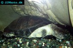 pelomedusa subrufa african helmeted turtle pelomedusa subrufa african helmeted turtle