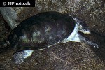 pelusios canstaneus west african mud turtle pelusios canstaneus west african mud turtle