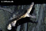 pelusios canstaneus west african mud turtle pelusios canstaneus west african mud turtle