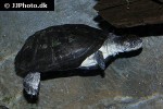 pelusios canstaneus west african mud turtle pelusios canstaneus west african mud turtle