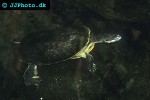 phrynops hilarii hilaire s side necked turtle phrynops hilarii hilaire s side necked turtle