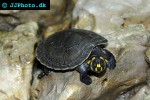 podocnemis unifilis yellowspotted amazon river turtle podocnemis unifilis yellowspotted amazon river turtle