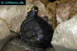 podocnemis unifilis yellowspotted amazon river turtle podocnemis unifilis yellowspotted amazon river turtle
