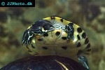 pseudemys concinna river cooter pseudemys concinna river cooter