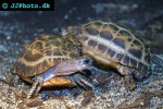 pyxis arachnoides common spider tortoise pyxis arachnoides common spider tortoise