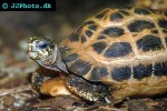 pyxis arachnoides common spider tortoise pyxis arachnoides common spider tortoise
