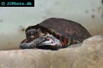 rhinoclemmys pulcherrima painted wood turtle rhinoclemmys pulcherrima painted wood turtle