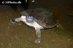siebenrockiella crassicollis black marsh turtle siebenrockiella crassicollis black marsh turtle