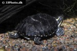 sternotherus odoratus common musk turtle sternotherus odoratus common musk turtle