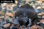 sternotherus odoratus common musk turtle sternotherus odoratus common musk turtle