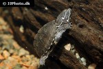 sternotherus odoratus common musk turtle sternotherus odoratus common musk turtle
