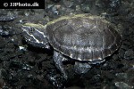 sternotherus odoratus common musk turtle sternotherus odoratus common musk turtle